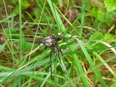 Asphondylia lacinariae