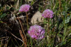 Armeria maritima sibirica