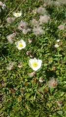 Anemonoides baldensis