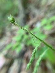 Carex debilis pubera