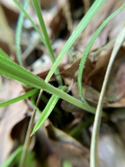 Carex debilis pubera