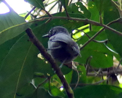 Dysithamnus mentalis