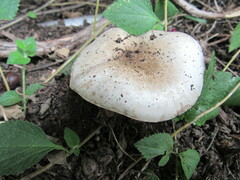 Agaricus