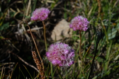 Armeria maritima sibirica