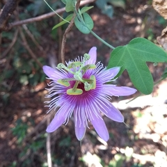 Passiflora amethystina