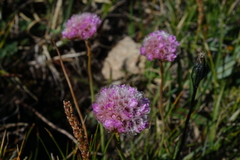 Armeria maritima sibirica