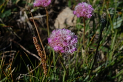 Armeria maritima sibirica
