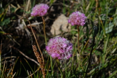 Armeria maritima sibirica
