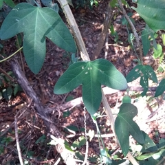 Passiflora amethystina
