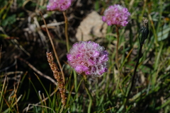 Armeria maritima sibirica