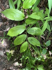 Maianthemum racemosum