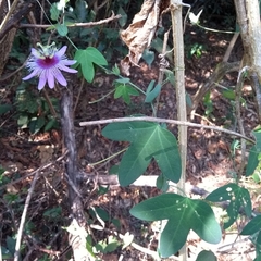 Passiflora amethystina