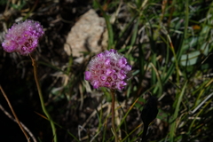 Armeria maritima sibirica