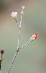 Eriogonum parishii