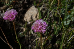 Armeria maritima sibirica