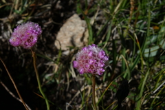 Armeria maritima sibirica