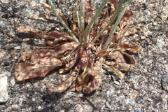 Eriogonum parishii