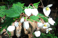 Begonia biserrata