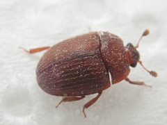 Pocadius ferrugineus