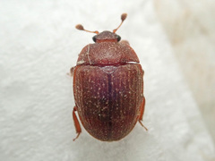 Pocadius ferrugineus