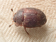Pocadius ferrugineus