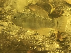 Floridichthys carpio