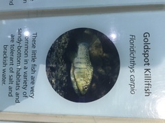Floridichthys carpio