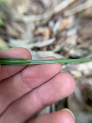 Carex ignota