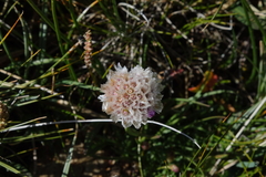 Armeria maritima sibirica