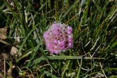 Armeria maritima sibirica