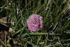 Armeria maritima sibirica