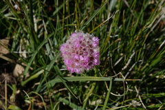 Armeria maritima sibirica