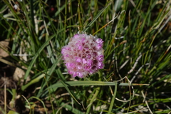 Armeria maritima sibirica