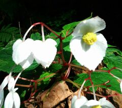Begonia biserrata