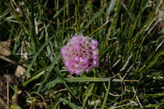 Armeria maritima sibirica