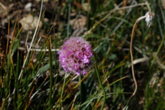 Armeria maritima sibirica