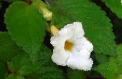 Achimenes occidentalis
