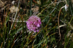 Armeria maritima sibirica