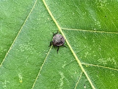 Dendrocoris humeralis