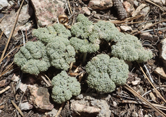 Oreonana vestita