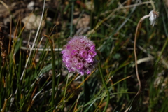 Armeria maritima sibirica