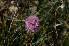Armeria maritima sibirica