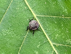 Dendrocoris humeralis