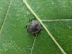 Dendrocoris humeralis