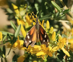 Libytheana carinenta