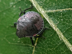 Dendrocoris humeralis