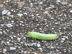 Schizocerella pilicornis