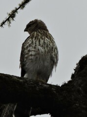 Accipiter cooperii