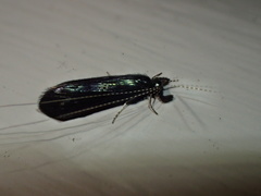 Mystacides sepulchralis