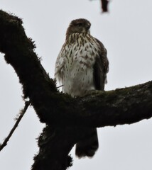 Accipiter cooperii